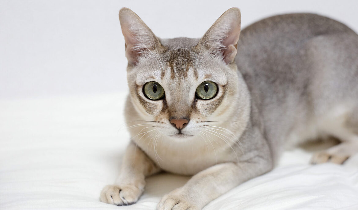 A szingapúr macska: Macskaeledel és fajta portré